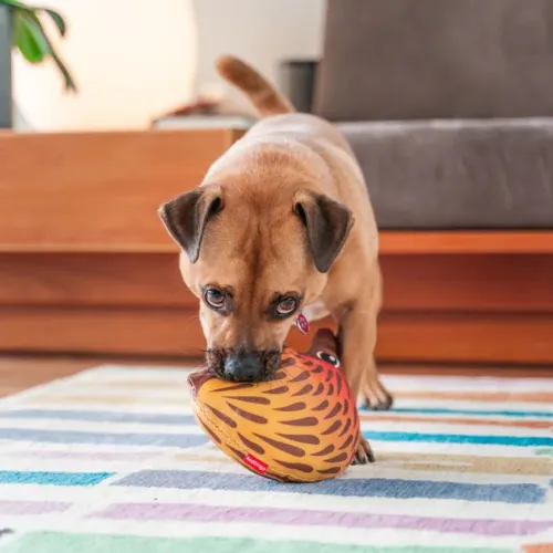 DURABLES Dog Toy — Echidna